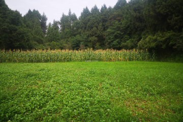 四川綿陽梓潼縣王天勝項目工地直播